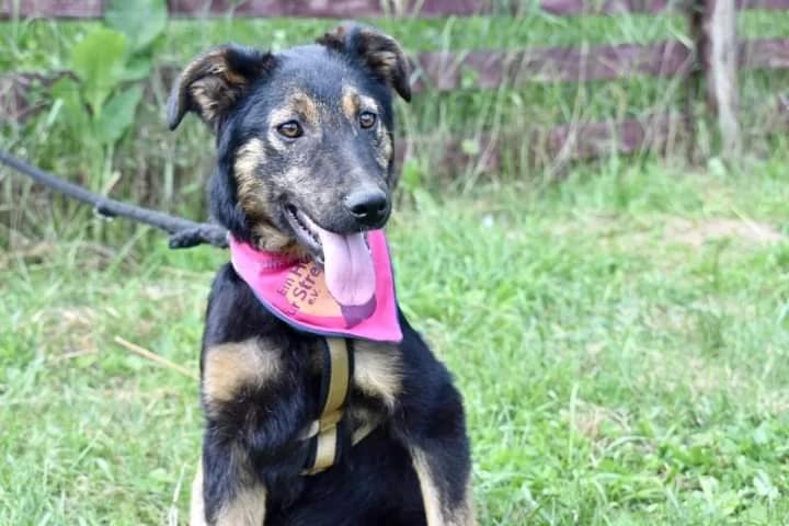 Tequila, female puppy Mixed Breed for adoption at Ein Herz für Streuner e.V., München