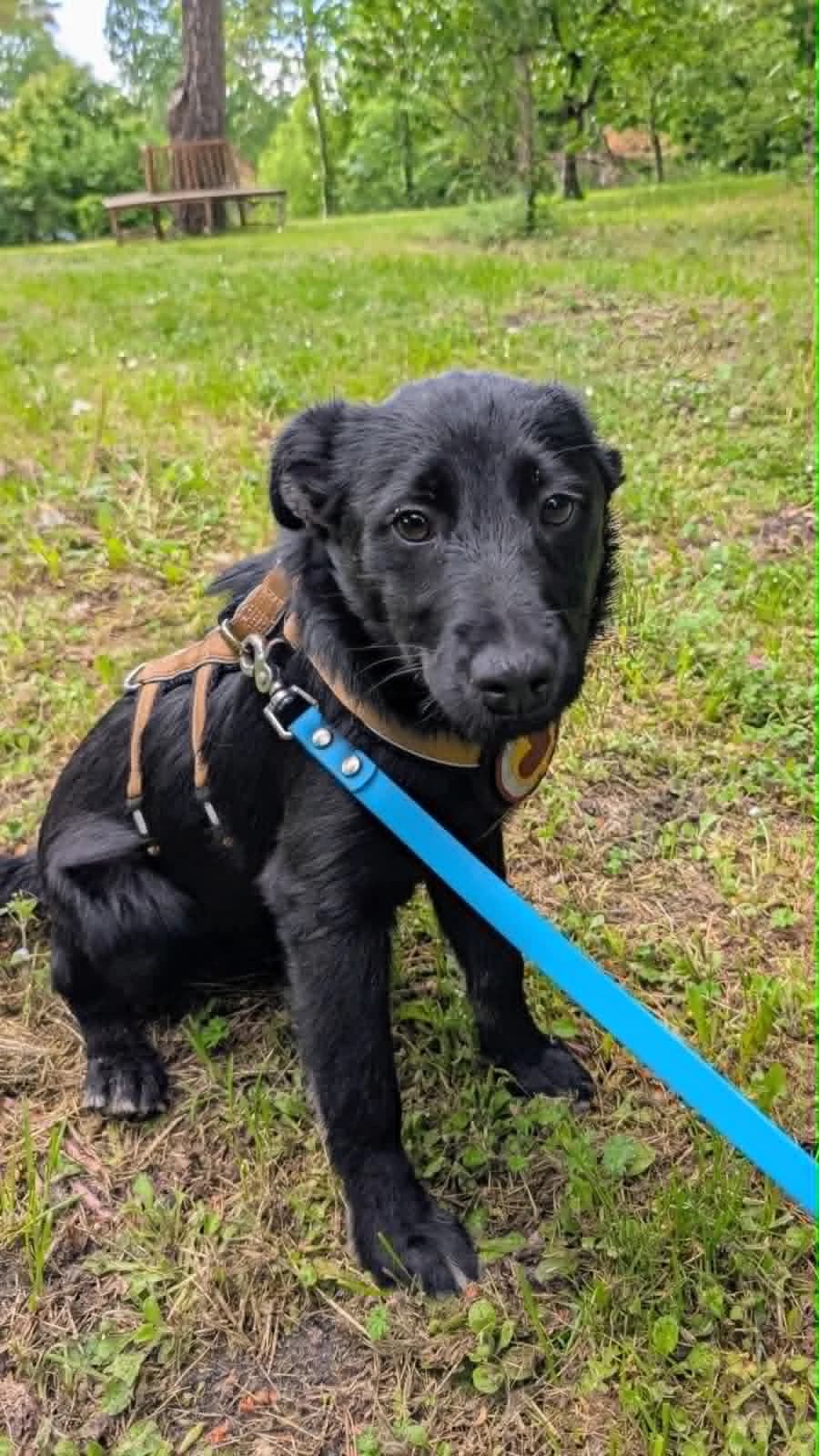 Tera, female puppy Mixed Breed for adoption at Ein Herz für Streuner e.V., München