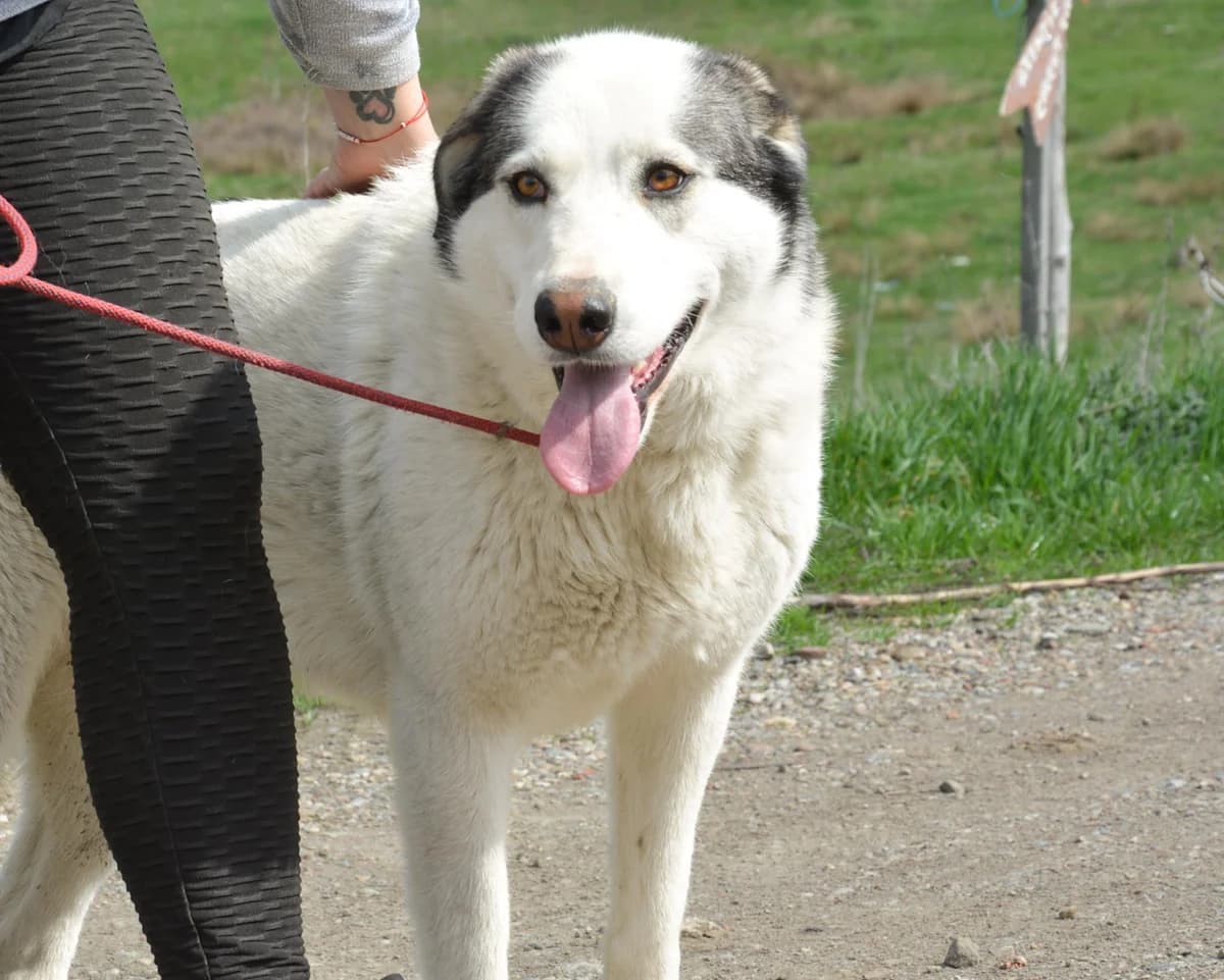 Terence, female 4yo Mixed Breed for adoption at Ein Herz für Streuner e.V., München