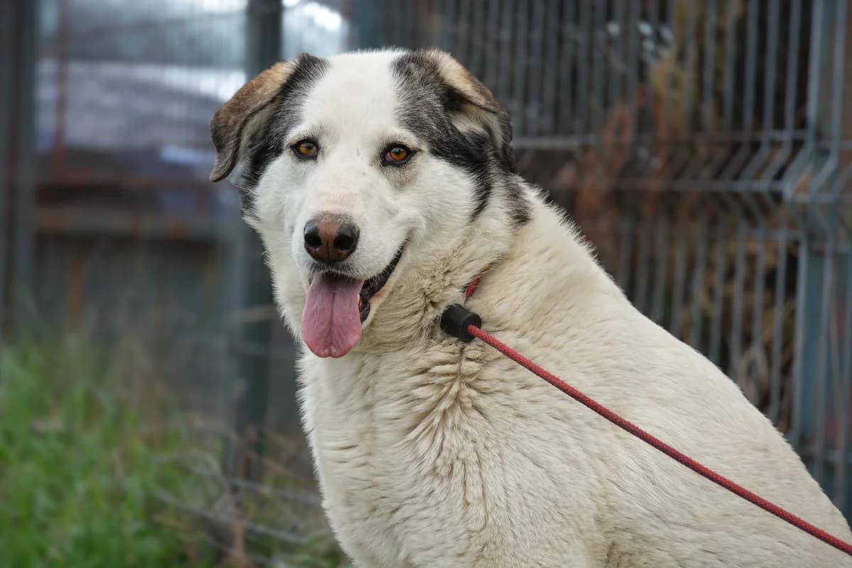 Terence, female 4yo Mixed Breed for adoption at Ein Herz für Streuner e.V., München