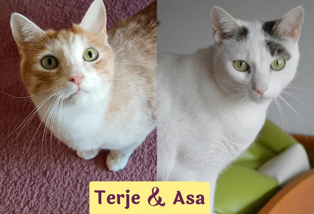 Terje&Asa, male 5yo Mixed Breed for adoption at Ein Herz für Streuner e.V., München