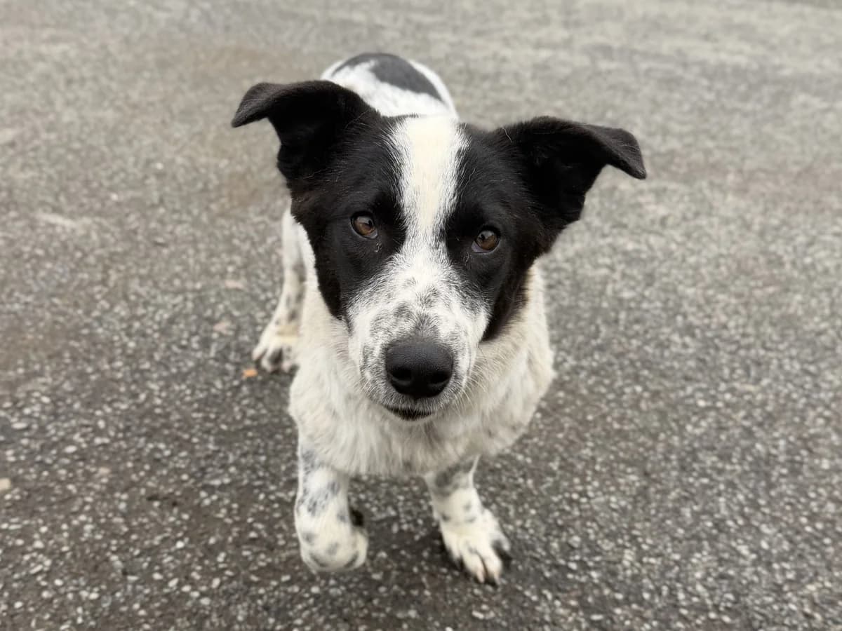 Terrence, male 5yo Mixed Breed for adoption at Ein Herz für Streuner e.V., München