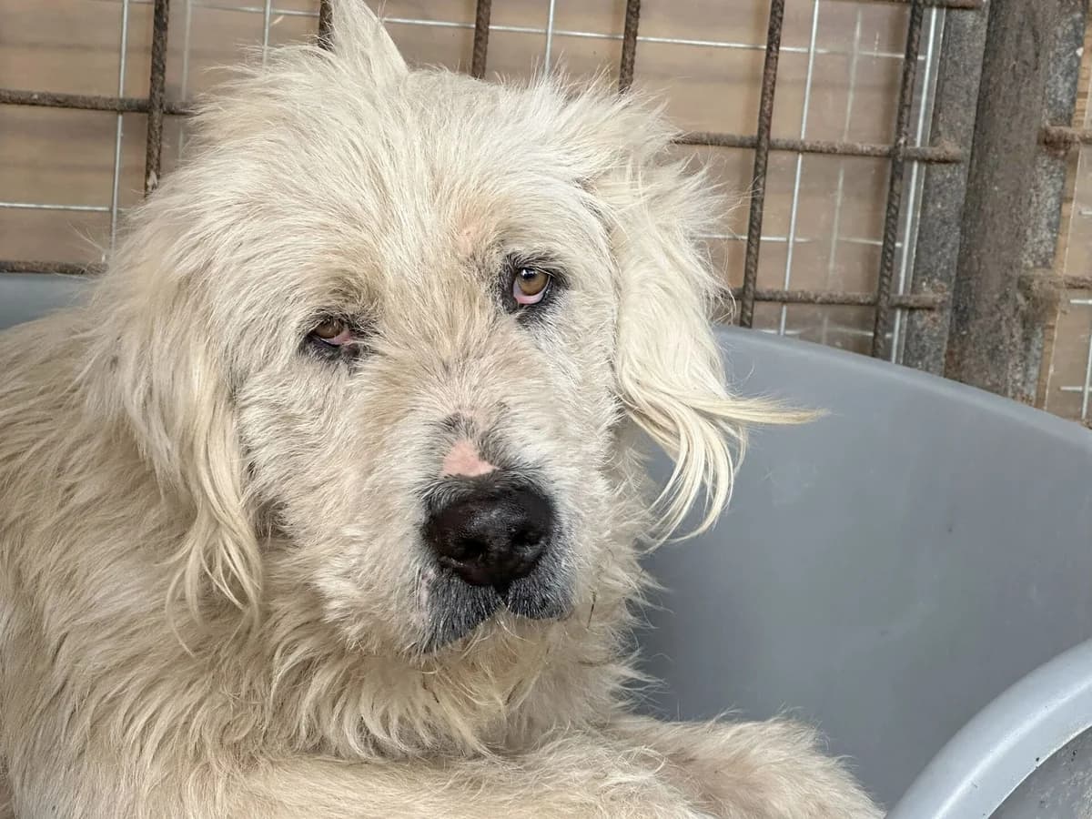 Terry, male 7yo Mixed Breed for adoption at Ein Herz für Streuner e.V., München