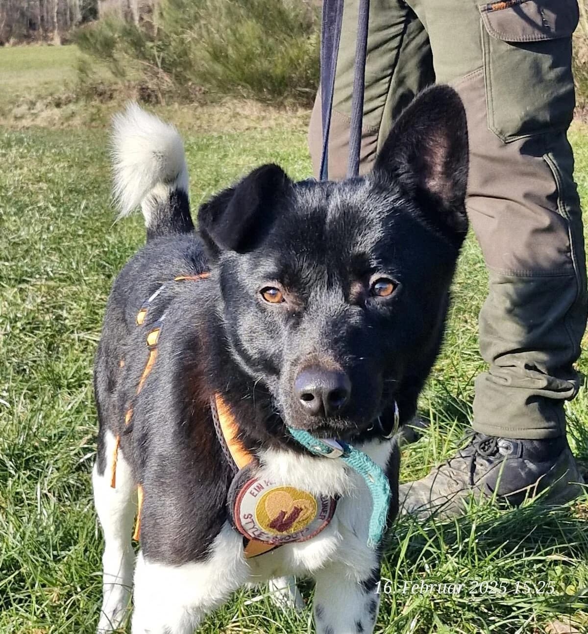 Tesoro, schwarz male 5yo Mixed Breed for adoption at Ein Herz für Streuner e.V., München