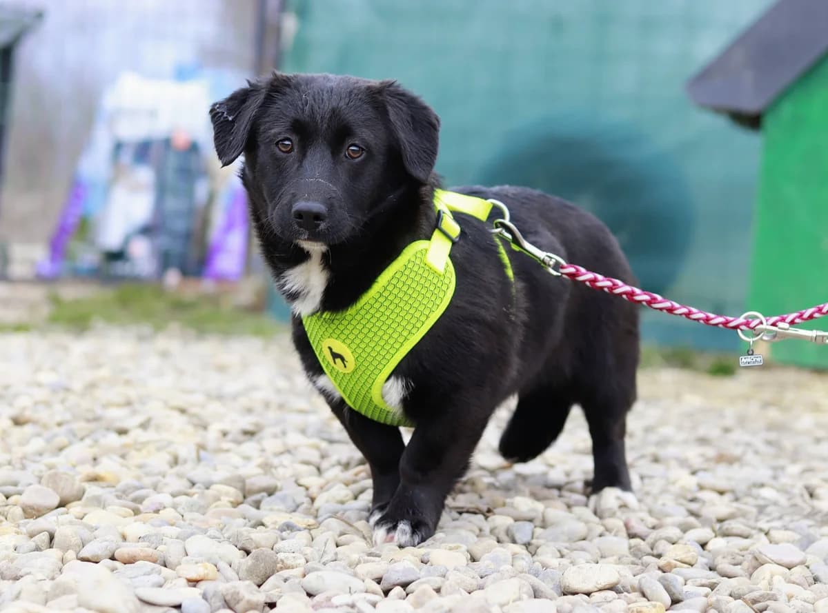 Tess, weiß female puppy Mixed Breed for adoption at Ein Herz für Streuner e.V., München