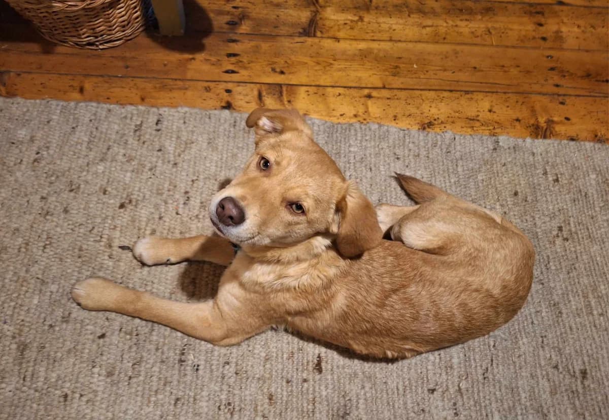 Tessi, female puppy Mixed Breed for adoption at Ein Herz für Streuner e.V., München