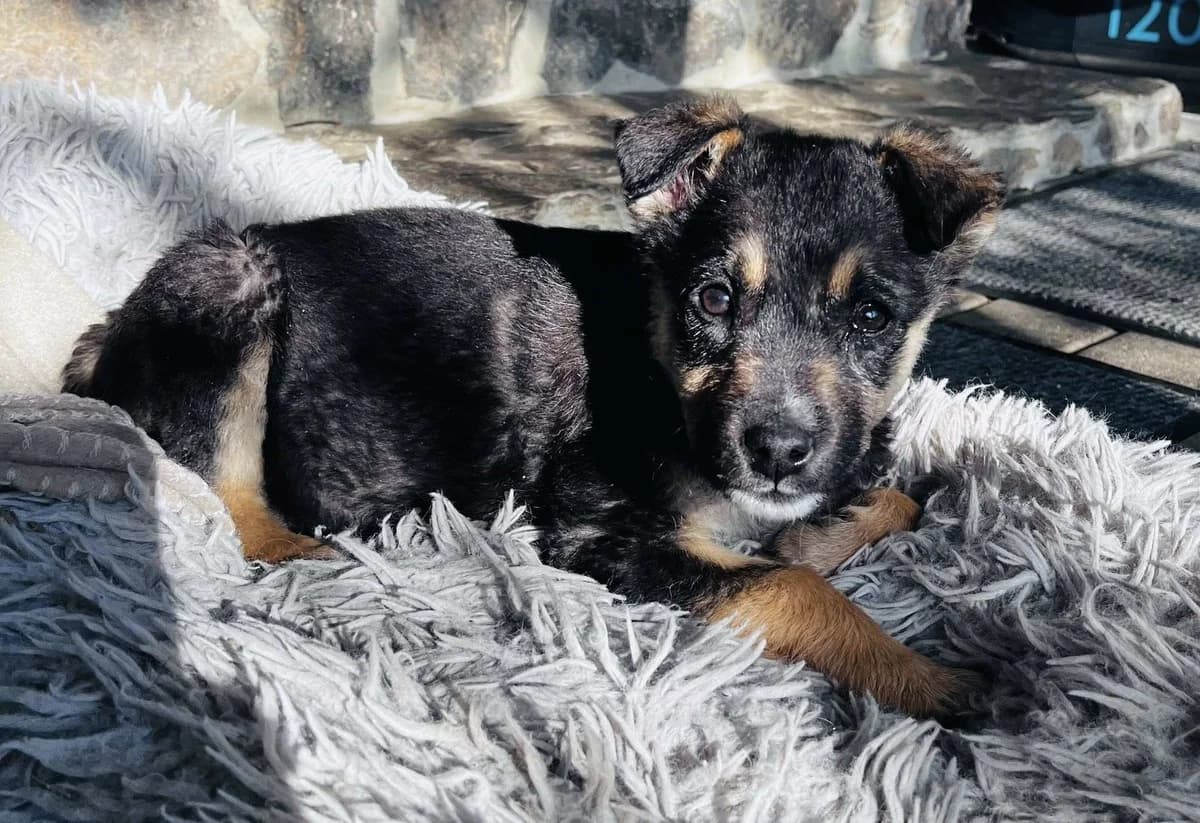 Tessi, female puppy Mixed Breed for adoption at Ein Herz für Streuner e.V., München