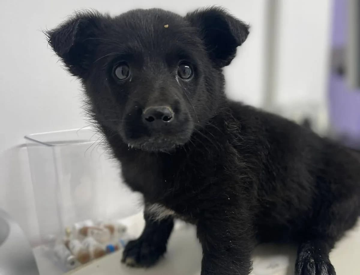 ThaddÄUs, weiß male puppy Mixed Breed for adoption at Ein Herz für Streuner e.V., München
