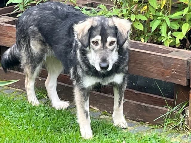 Thadel, female 5yo Mixed Breed for adoption at Ein Herz für Streuner e.V., München