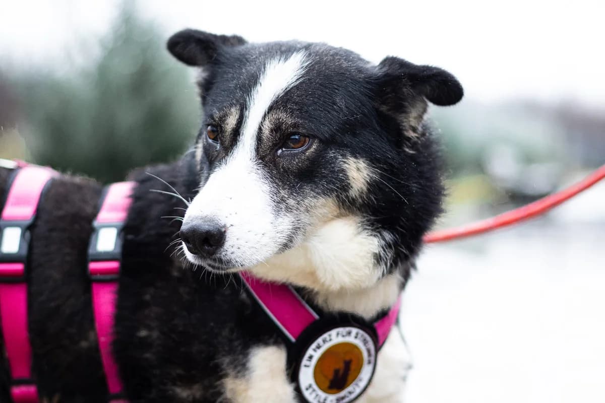 Thali, female 5yo Mixed Breed for adoption at Ein Herz für Streuner e.V., München