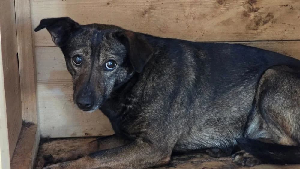 Thalia, female 5yo Mixed Breed for adoption at Ein Herz für Streuner e.V., München
