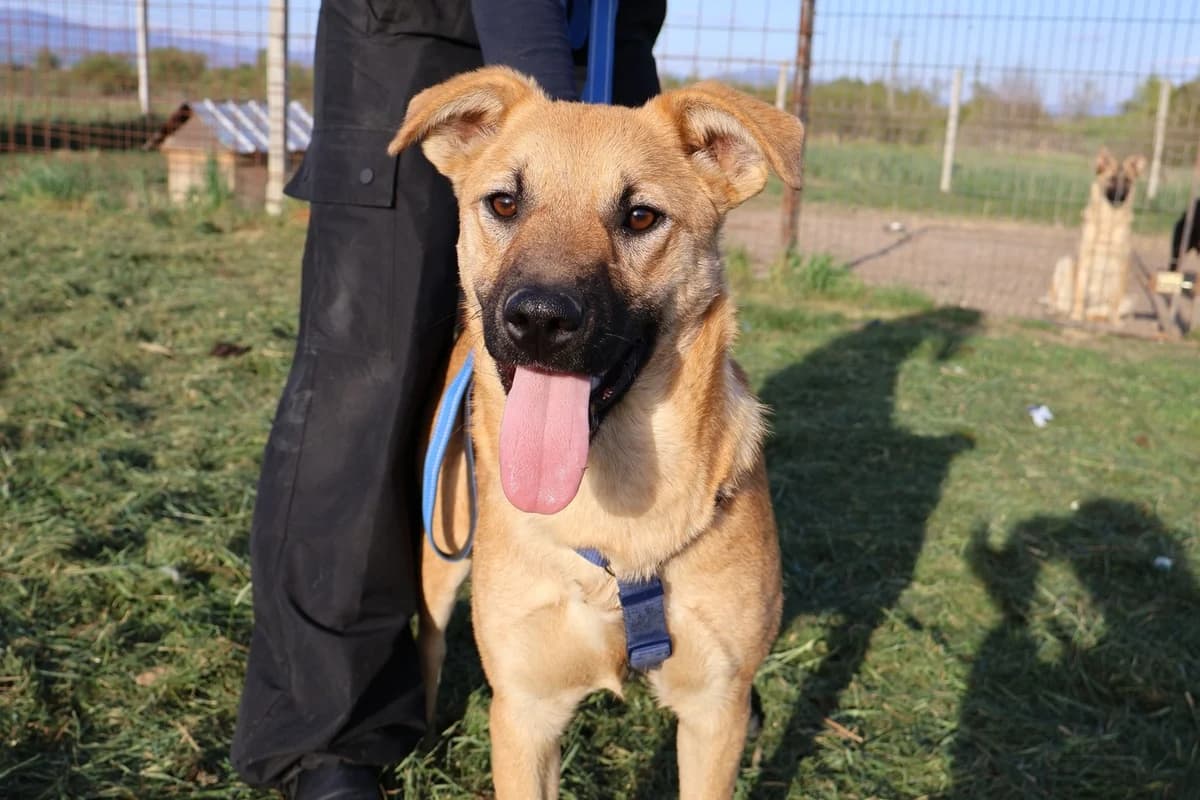 Thalina, female puppy Mixed Breed for adoption at Ein Herz für Streuner e.V., München