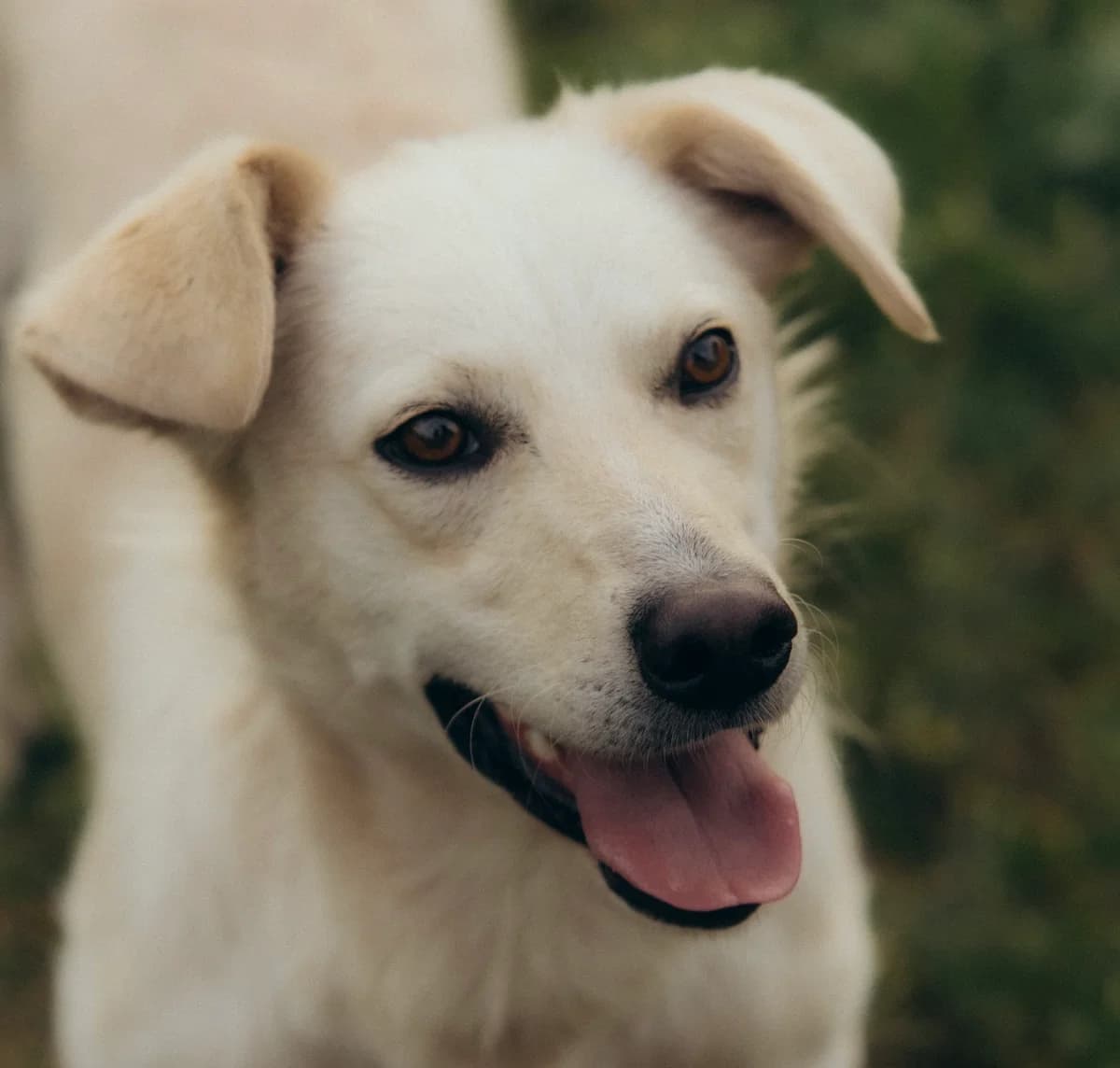 Thano, male young Mixed Breed for adoption at Ein Herz für Streuner e.V., München