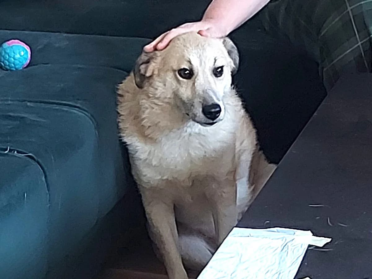 Thanos, male 6yo Mixed Breed for adoption at Ein Herz für Streuner e.V., München