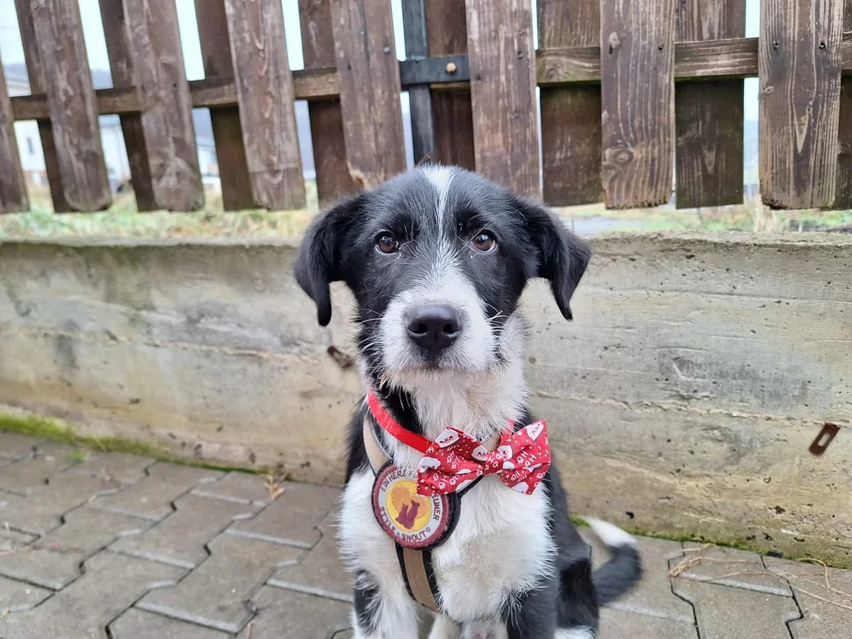 Thatcher, Mixed Breed for adoption at Ein Herz für Streuner e.V., München