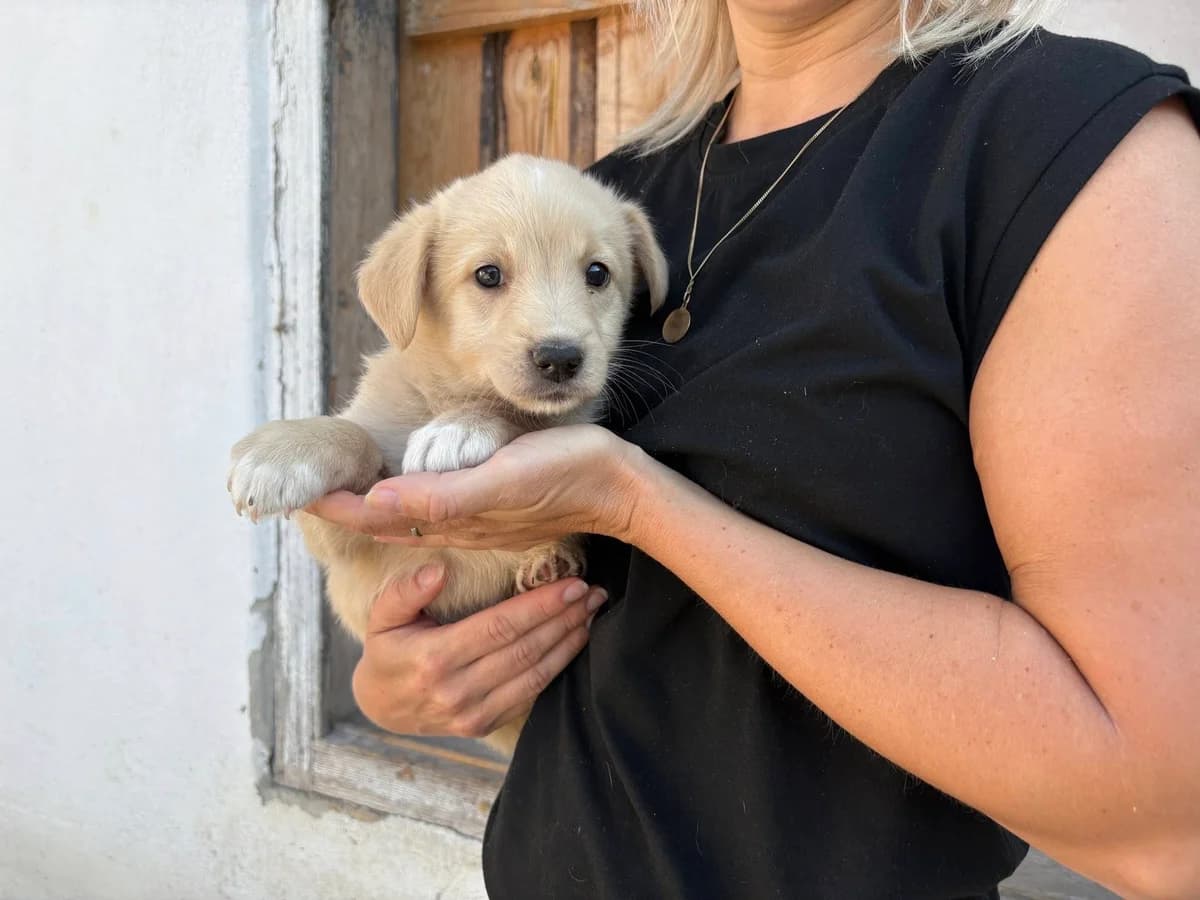 Thea, weiß female puppy Mixed Breed for adoption at Ein Herz für Streuner e.V., München