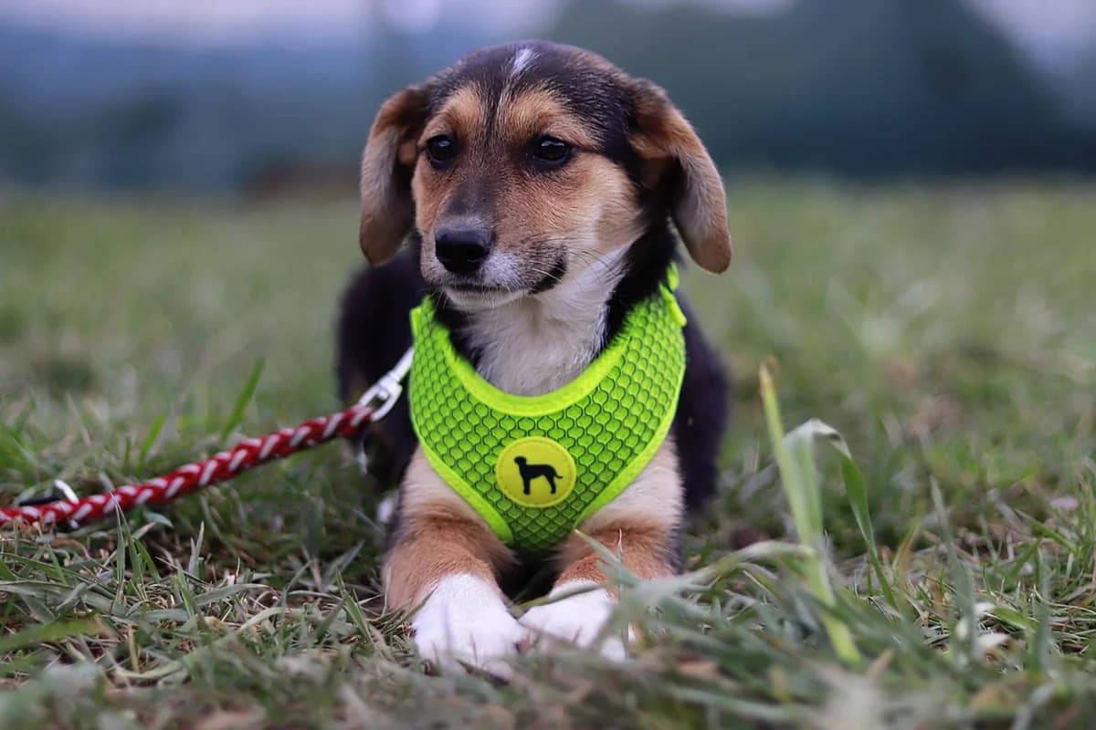 Thea, female puppy Mixed Breed for adoption at Ein Herz für Streuner e.V., München