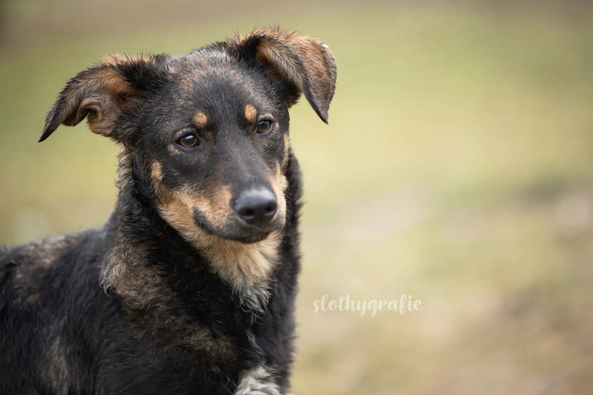 Thea, female puppy Mixed Breed for adoption at Ein Herz für Streuner e.V., München
