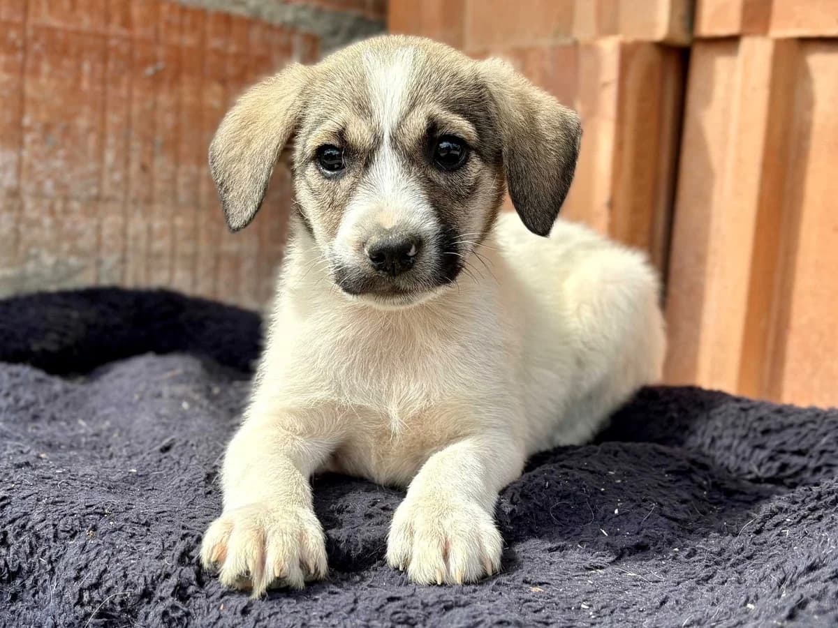 Thea, weiß female puppy Mixed Breed for adoption at Ein Herz für Streuner e.V., München