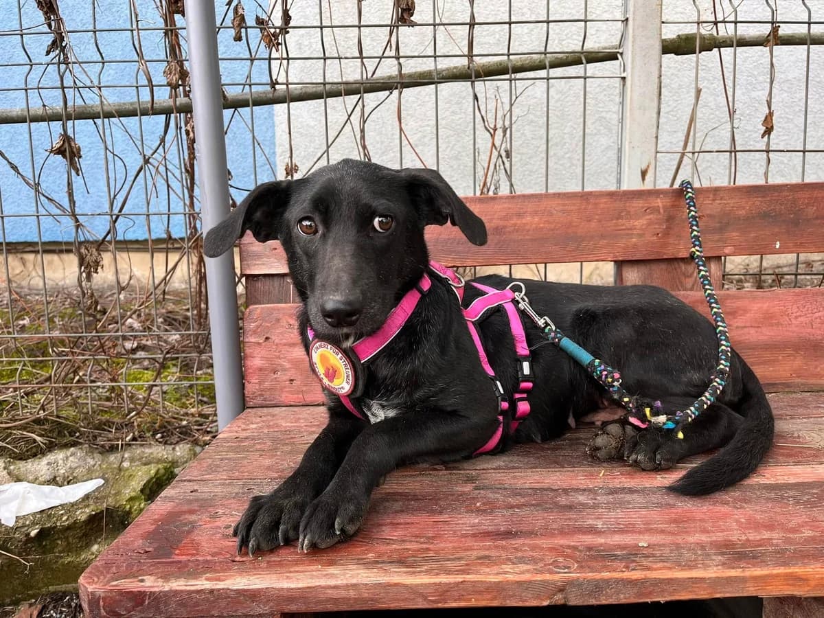 Thelma, female 5yo Mixed Breed for adoption at Ein Herz für Streuner e.V., München