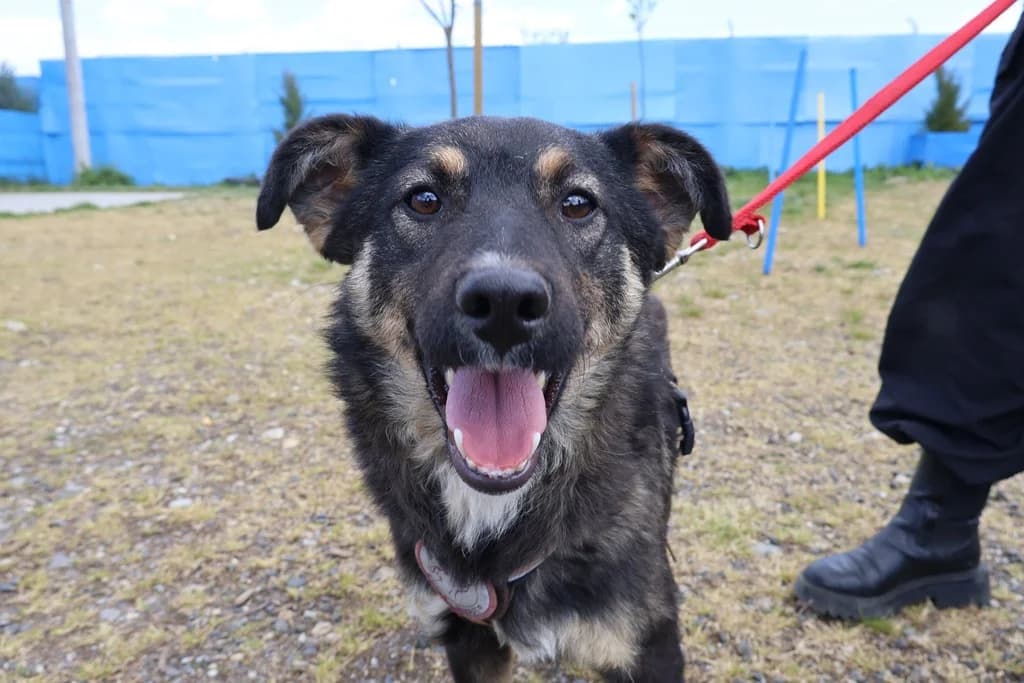 Thelma, female young Mixed Breed for adoption at Ein Herz für Streuner e.V., München