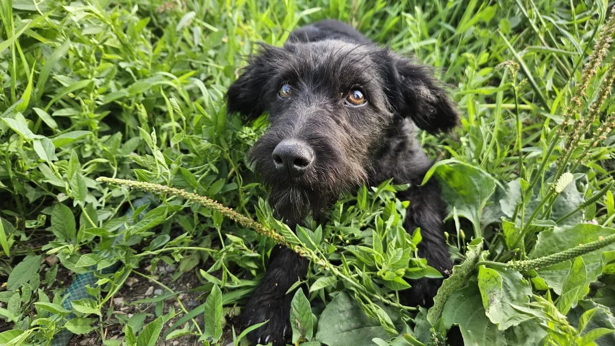 Theo, male puppy Mixed Breed for adoption at Ein Herz für Streuner e.V., München