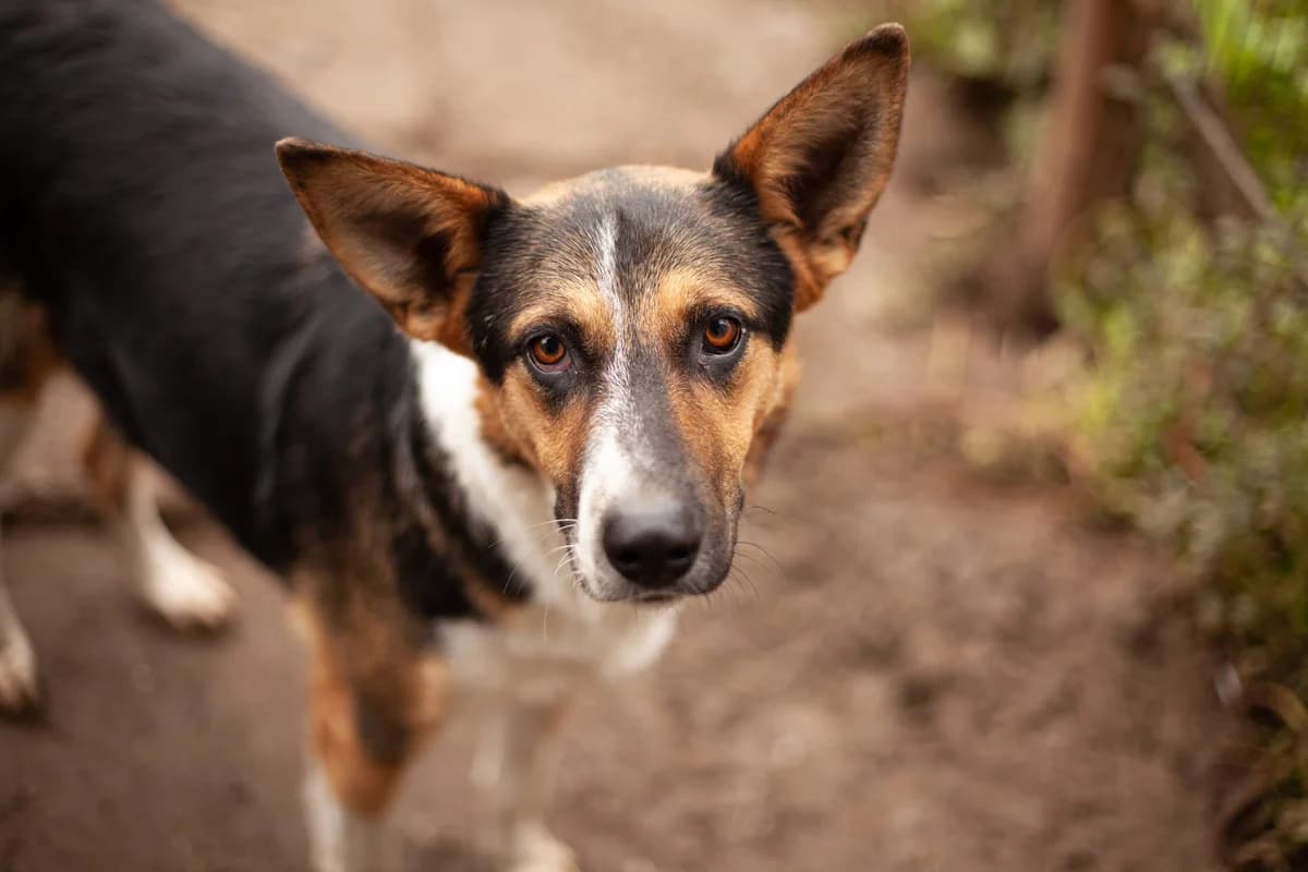 Theo, male 3yo Mixed Breed for adoption at Ein Herz für Streuner e.V., München