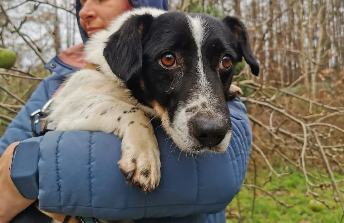 Theo, male 4yo Mixed Breed for adoption at Ein Herz für Streuner e.V., München