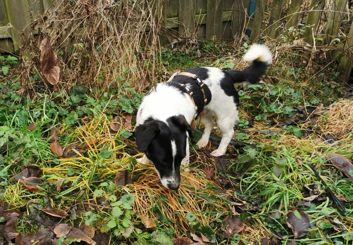 Theo, male 4yo Mixed Breed for adoption at Ein Herz für Streuner e.V., München