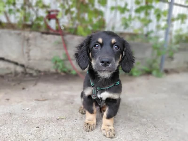 Theo, male puppy Mixed Breed for adoption at Ein Herz für Streuner e.V., München