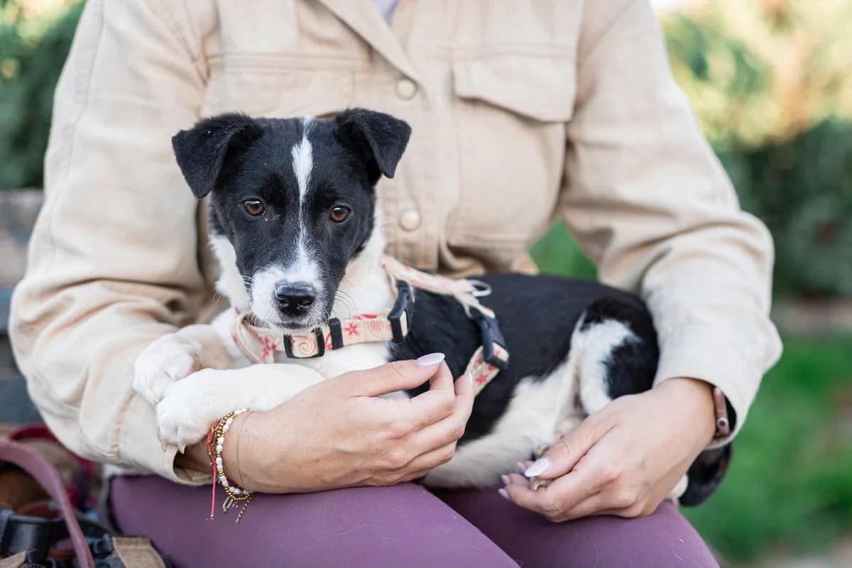 Theodor, schwarz male puppy Mixed Breed for adoption at Ein Herz für Streuner e.V., München