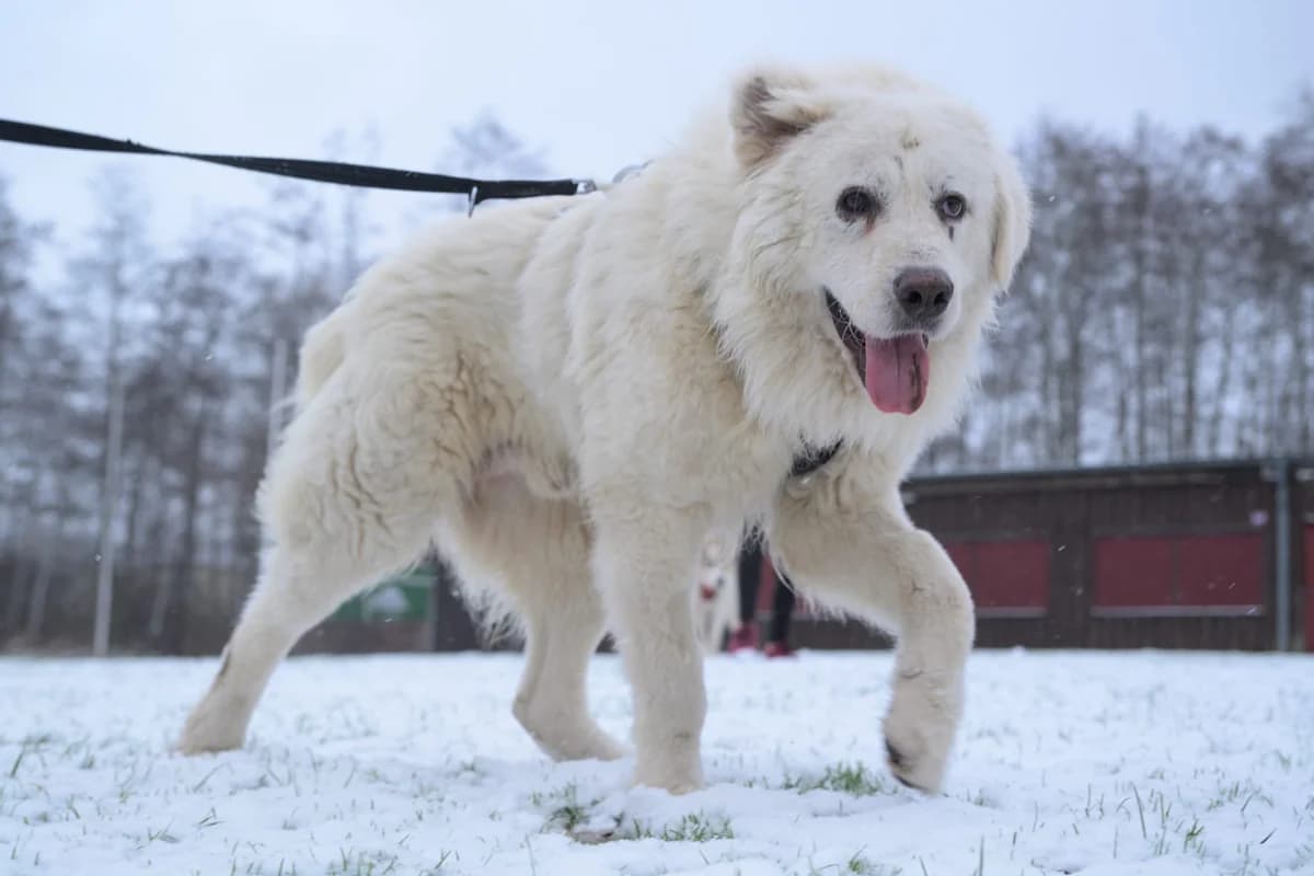 Theodor, gold male 5yo Mixed Breed for adoption at Ein Herz für Streuner e.V., München