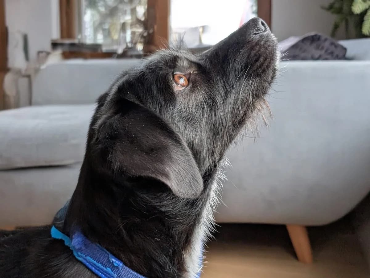 Thessy, female 5yo Mixed Breed for adoption at Ein Herz für Streuner e.V., München