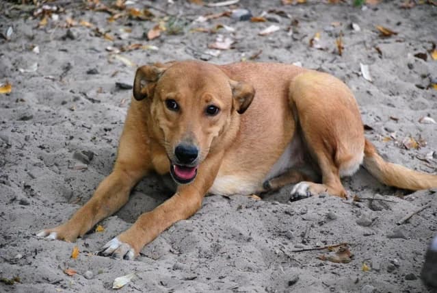 Theya, female 5yo Mixed Breed for adoption at Ein Herz für Streuner e.V., München