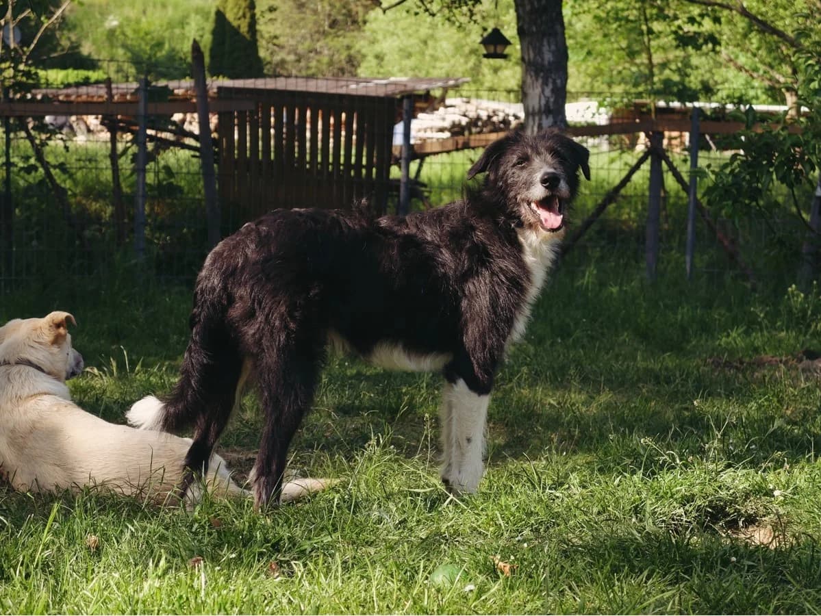 Thiago, male 5yo Mixed Breed for adoption at Ein Herz für Streuner e.V., München