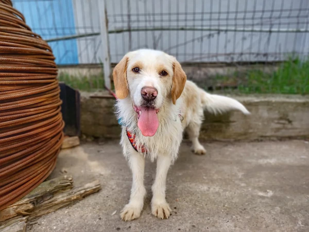 Thimba, male 5yo Mixed Breed for adoption at Ein Herz für Streuner e.V., München