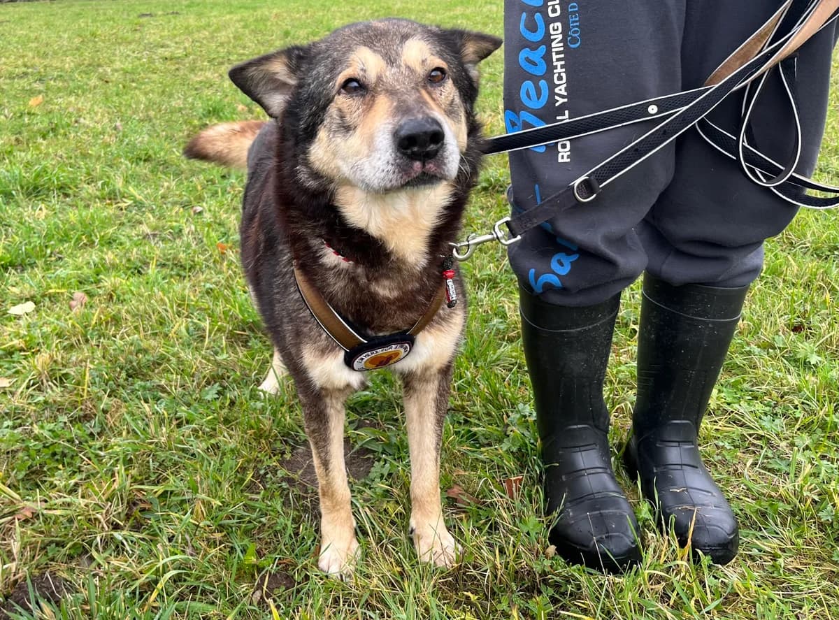 Thommi, male senior Mixed Breed for adoption at Ein Herz für Streuner e.V., München