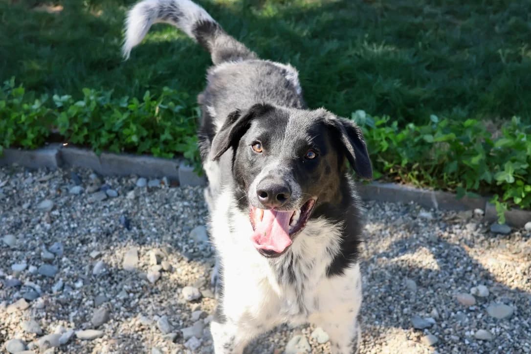Thommy, schwarz male 5yo Mixed Breed for adoption at Ein Herz für Streuner e.V., München