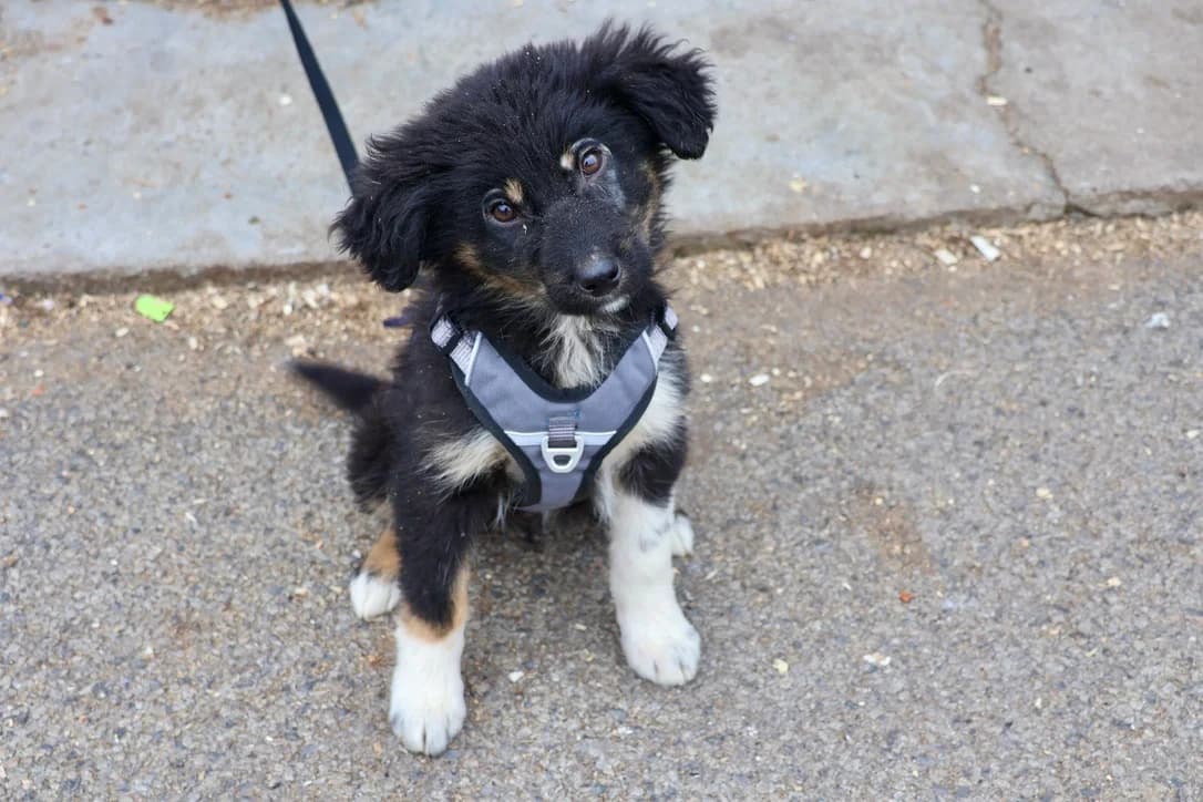 Thora, female puppy Mixed Breed for adoption at Ein Herz für Streuner e.V., München