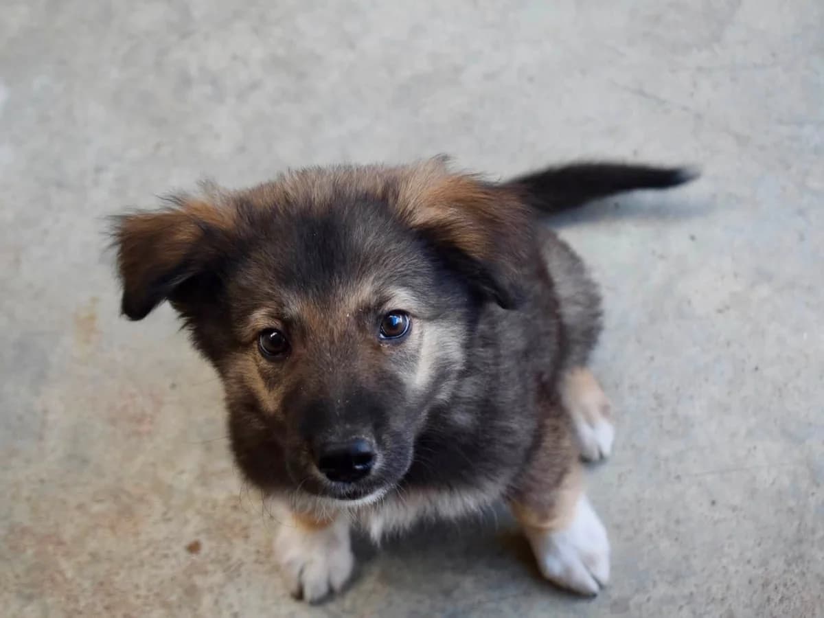 Thore, male puppy Mixed Breed for adoption at Ein Herz für Streuner e.V., München