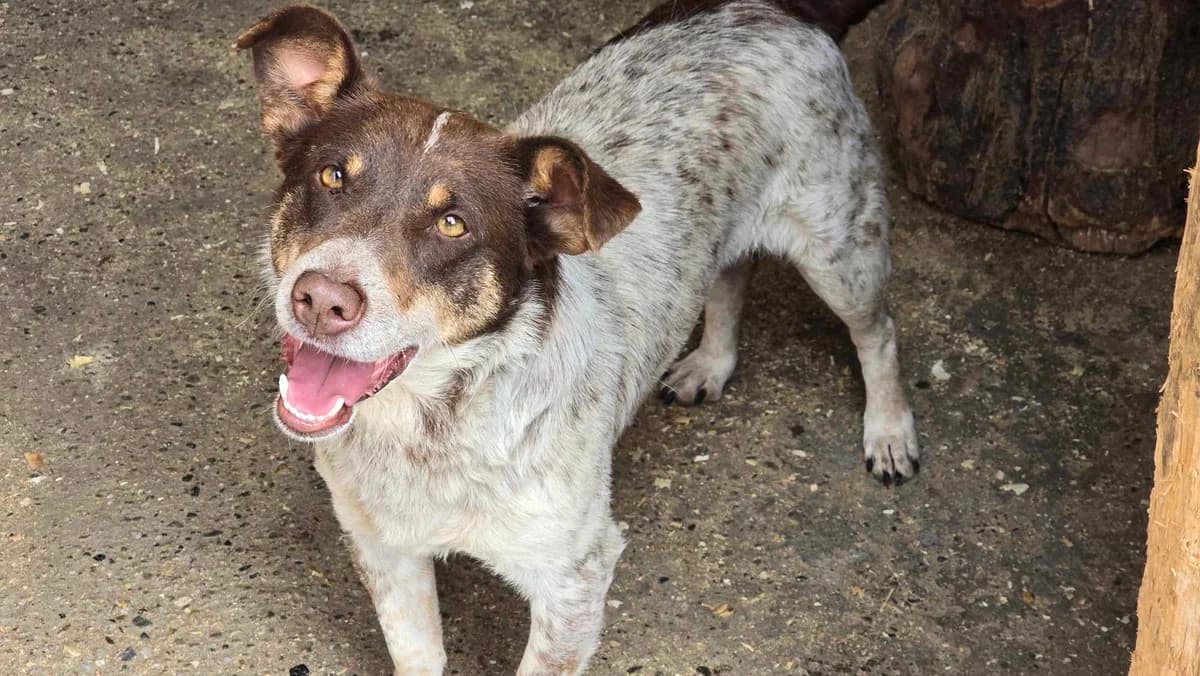 Thori, male 4yo Mixed Breed for adoption at Ein Herz für Streuner e.V., München