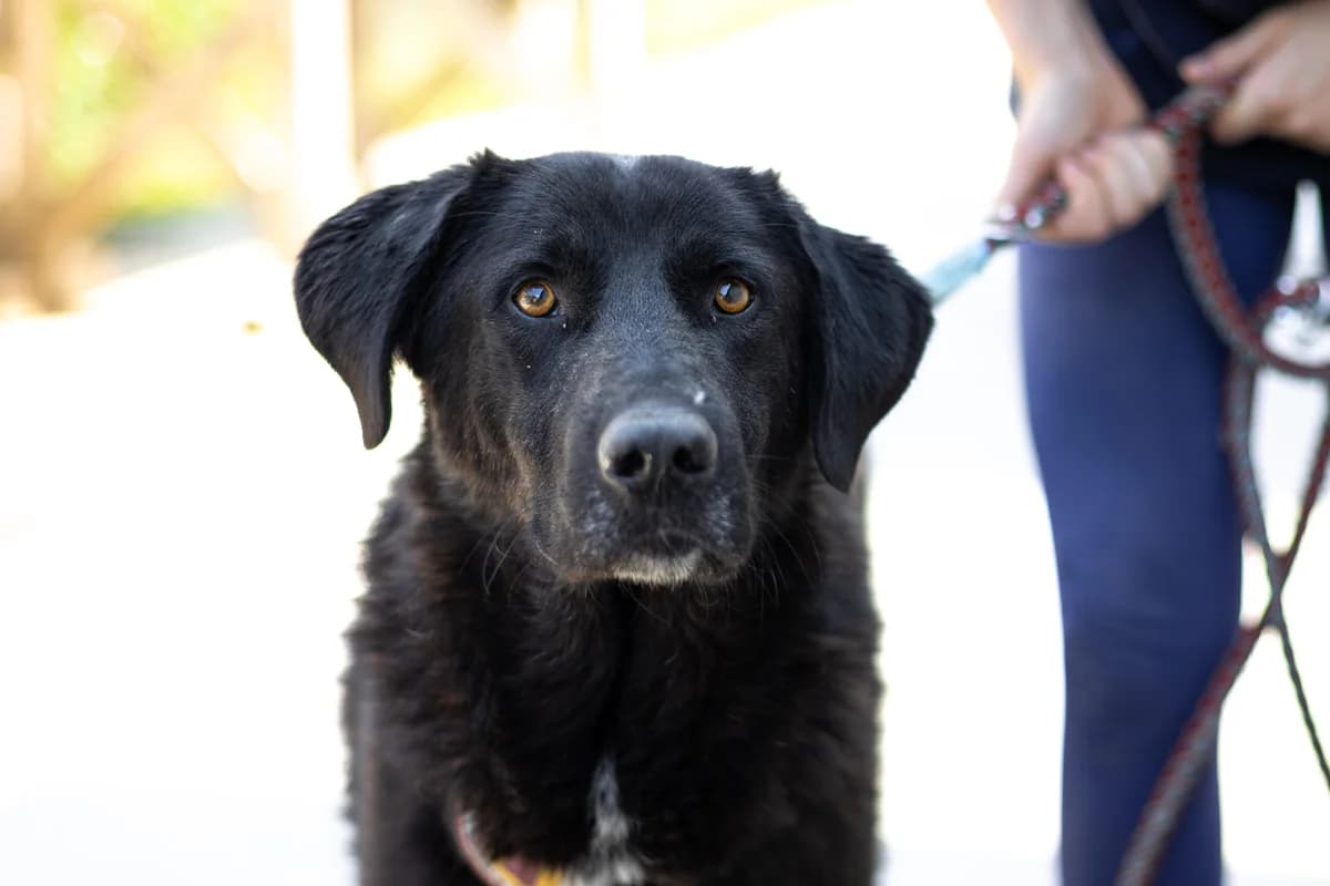 Thorin, male 3yo Mixed Breed for adoption at Ein Herz für Streuner e.V., München
