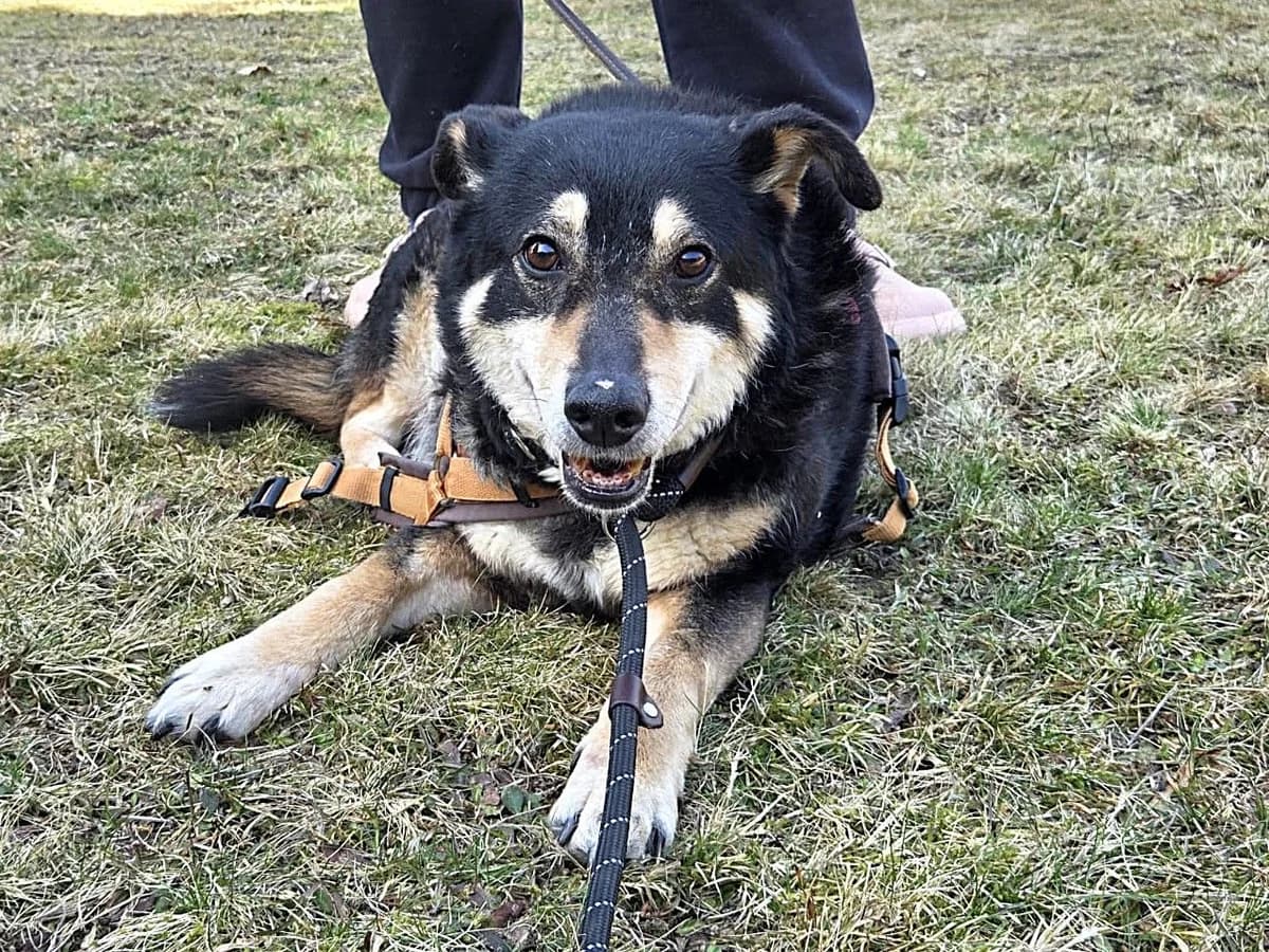 Thuja, female 6yo Mixed Breed for adoption at Ein Herz für Streuner e.V., München