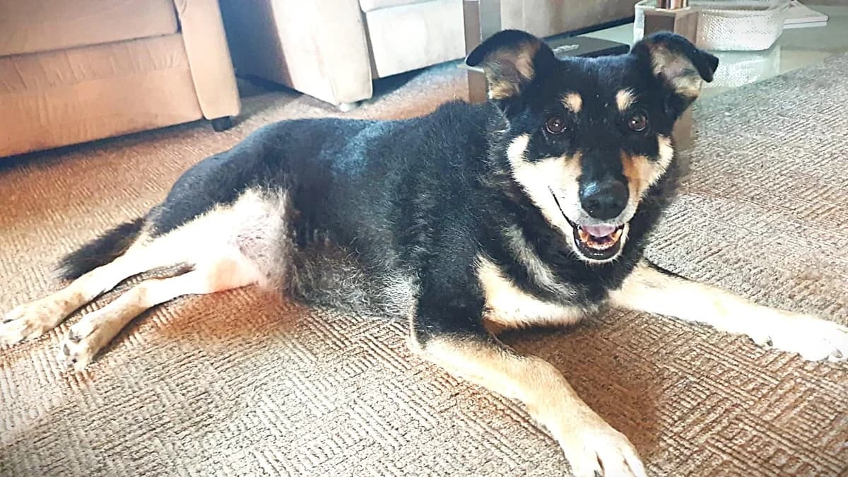 Thuja, female 7yo Mixed Breed for adoption at Ein Herz für Streuner e.V., München