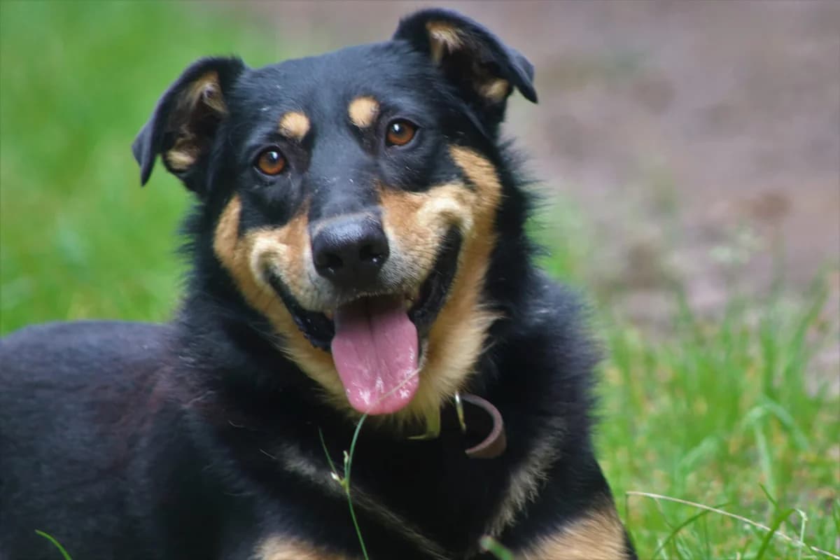 Thunder, male 7yo Mixed Breed for adoption at Ein Herz für Streuner e.V., München