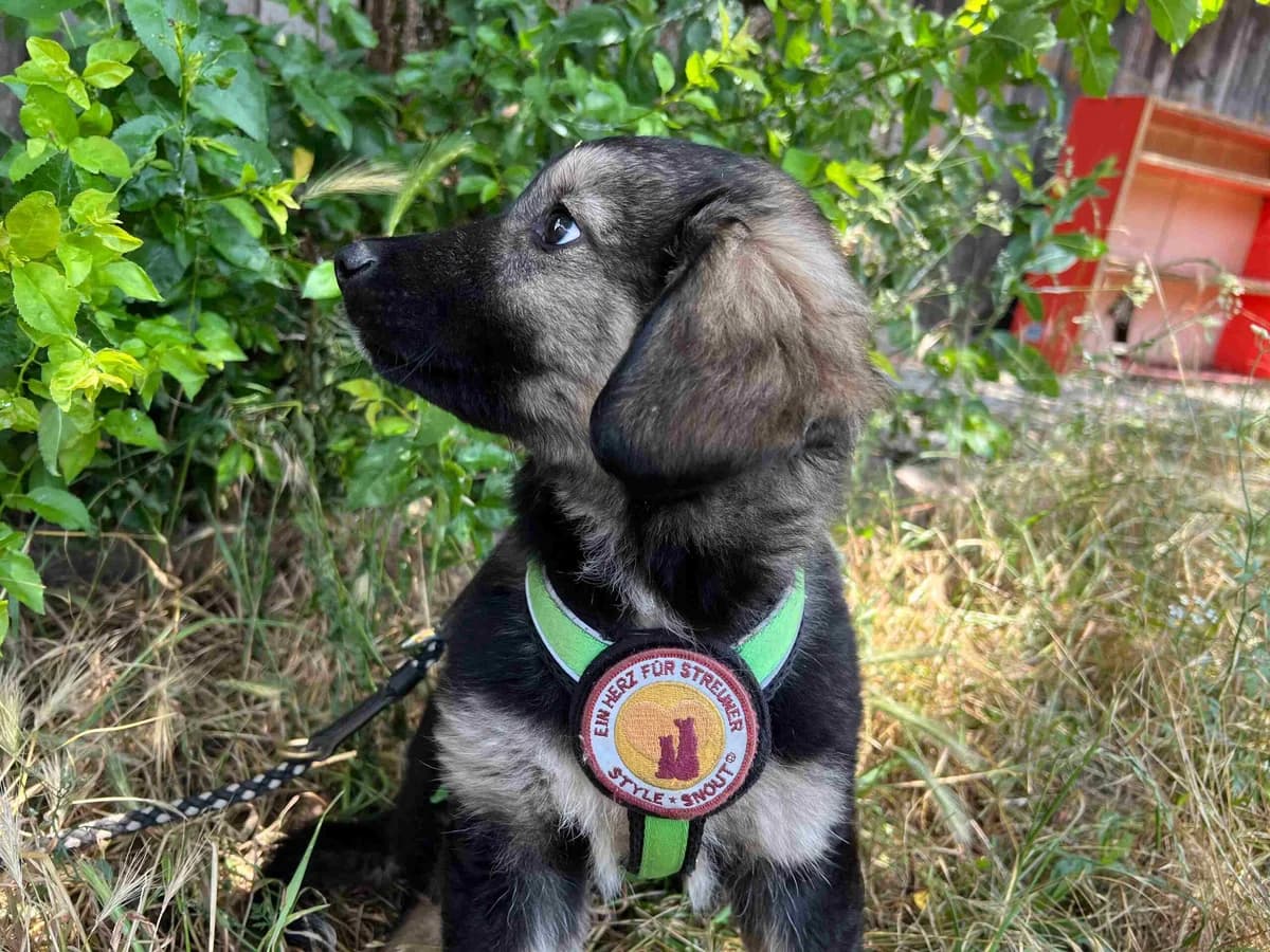 Thyra, female puppy Mixed Breed for adoption at Ein Herz für Streuner e.V., München