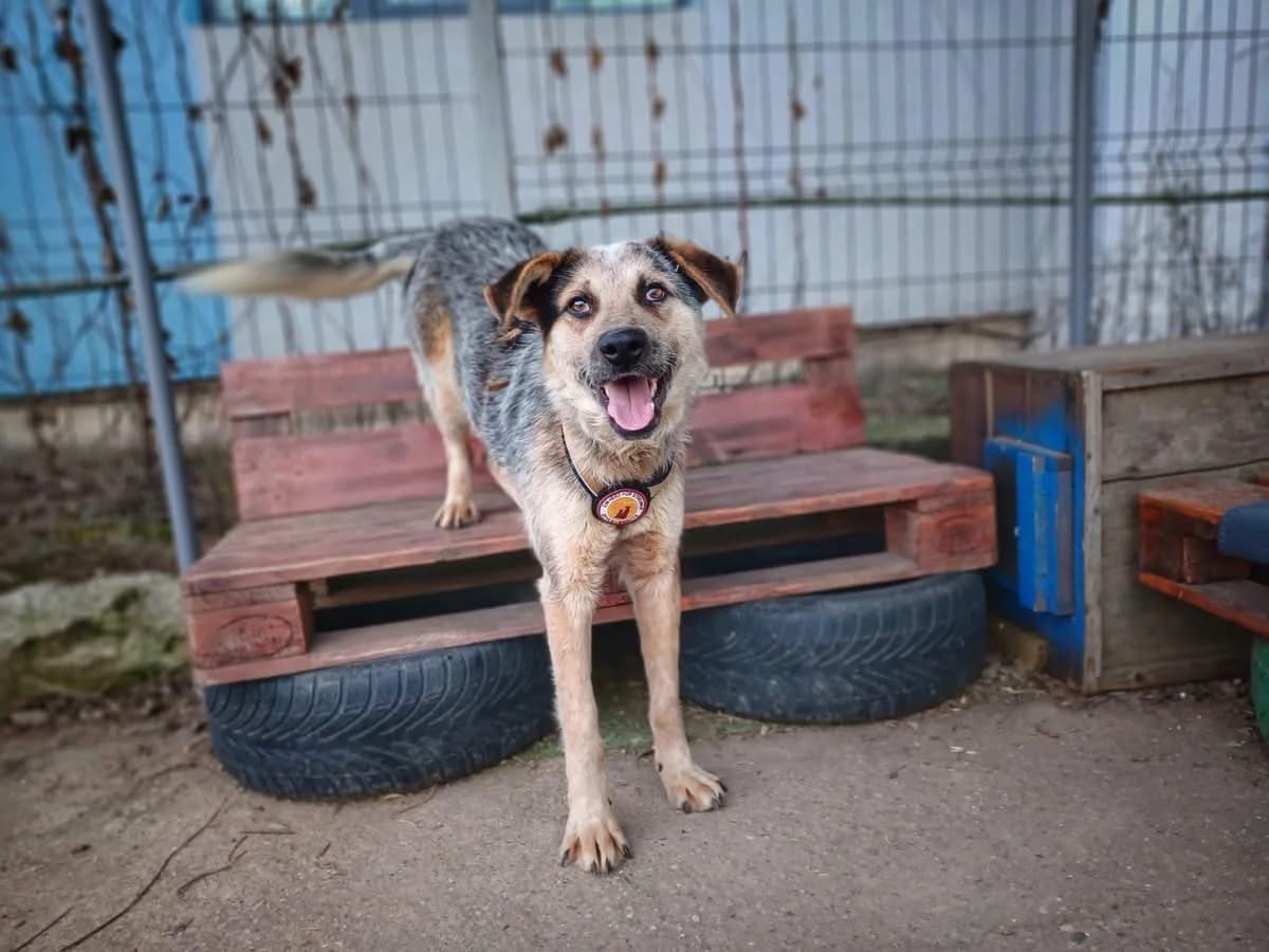 Thyson, male 5yo Mixed Breed for adoption at Ein Herz für Streuner e.V., München