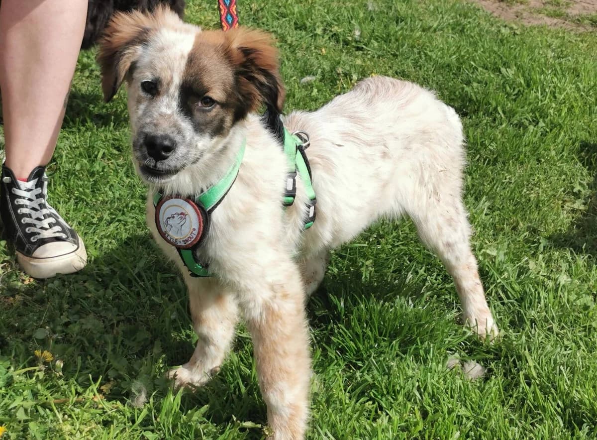 Tia, female puppy Mixed Breed for adoption at Ein Herz für Streuner e.V., München