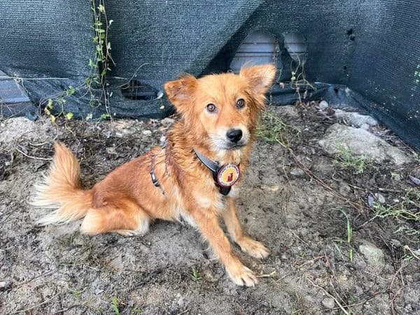 Tia, female 5yo Mixed Breed for adoption at Ein Herz für Streuner e.V., München