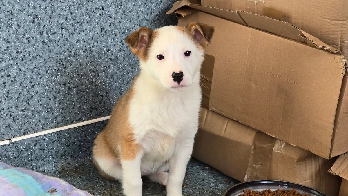 Tiana, weiß female puppy Mixed Breed for adoption at Ein Herz für Streuner e.V., München